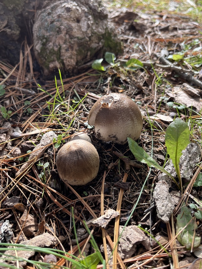 Coprinopsis atramentaria · October 2025 · photo: © julietrav24 (iNaturalist, cc-by)