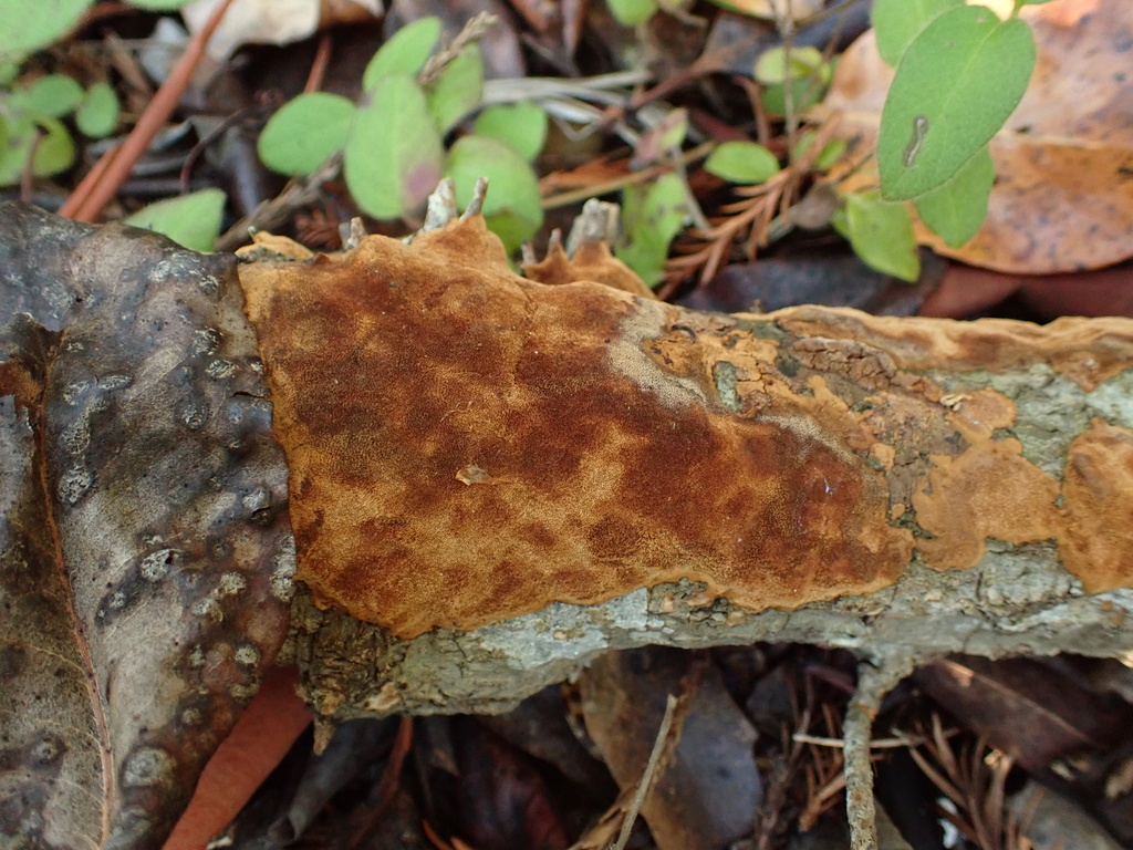 Fuscoporia ferrea