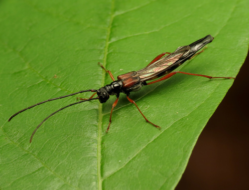 Slender Long-horned Beetle photo 2