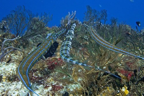 Atlantic Bluespotted Cornetfish
