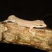 Hemidactylus brasilianus - Photo (c) Bruno Cardoso,  זכויות יוצרים חלקיות (CC BY-NC), הועלה על ידי Bruno Cardoso