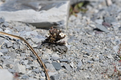 Notothlaspi rosulatum