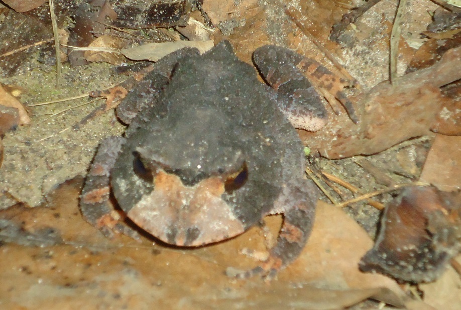 Renal Smooth-Horned Frog