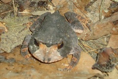 Proceratophrys renalis