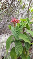 Palicourea vacillans