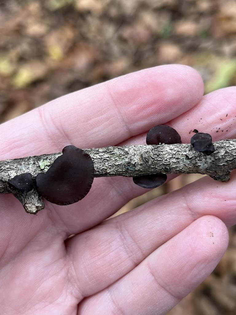 Exidia crenata · October 2025 · photo: © julietrav24 (iNaturalist, cc-by)