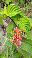 Palicourea vacillans