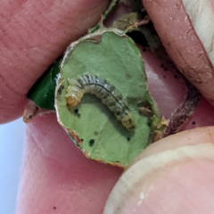 Caloptilia ostracodes