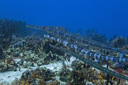 Atlantic Bluespotted Cornetfish