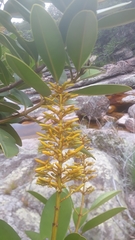 Vochysiaceae