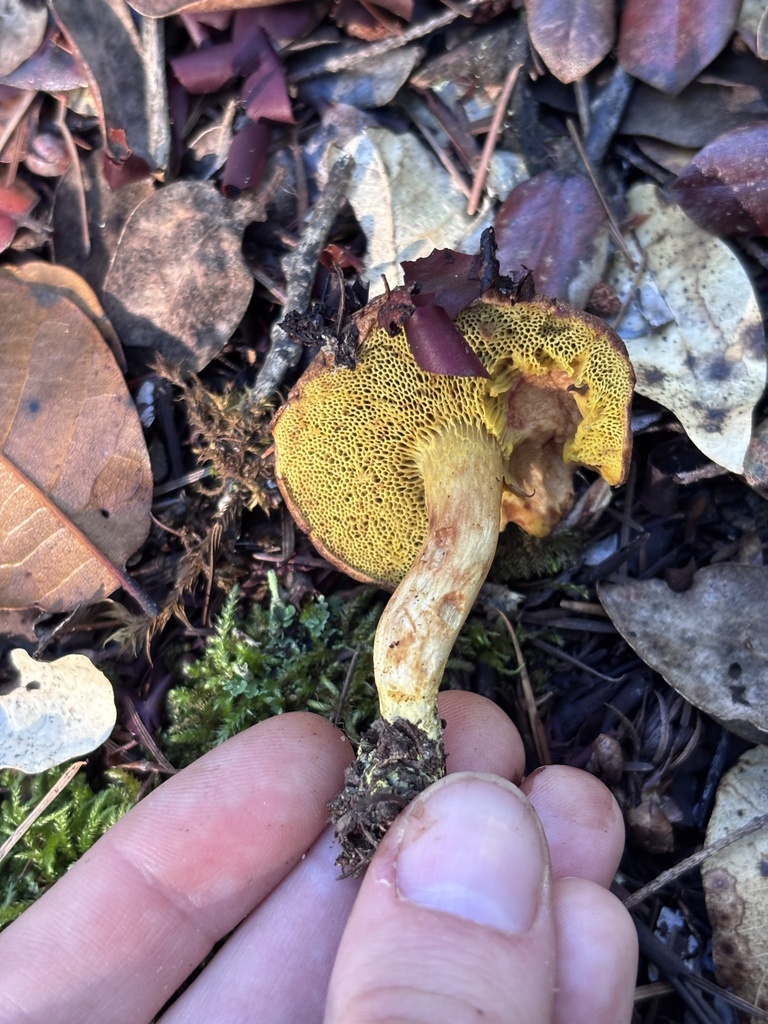 Xerocomus subtomentosus · October 2025 · photo: © reago (iNaturalist, cc-by)