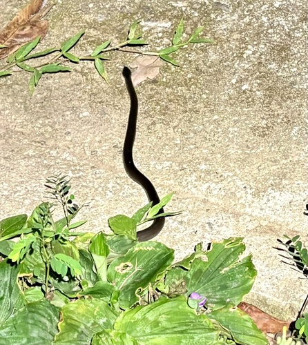 Slaty-grey snake sighting