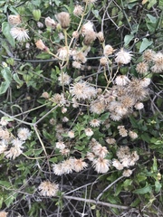 Bebbia atriplicifolia