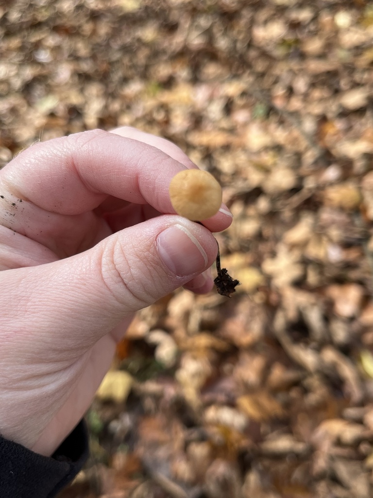 Rhizomarasmius pyrrhocephalus · October 2025 · photo: © julietrav24 (iNaturalist, cc-by)