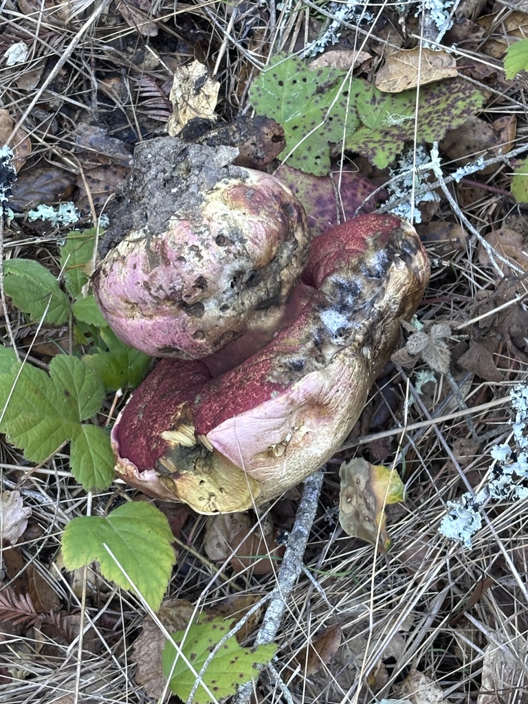 Rubroboletus eastwoodiae · October 2025 · photo: © reago (iNaturalist, cc-by)