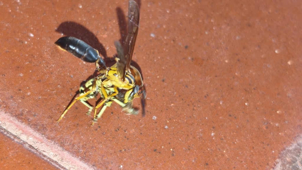 Agelaia pallipes festae