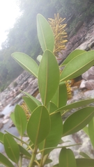 Vochysiaceae