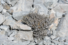 Lignocarpa carnosula