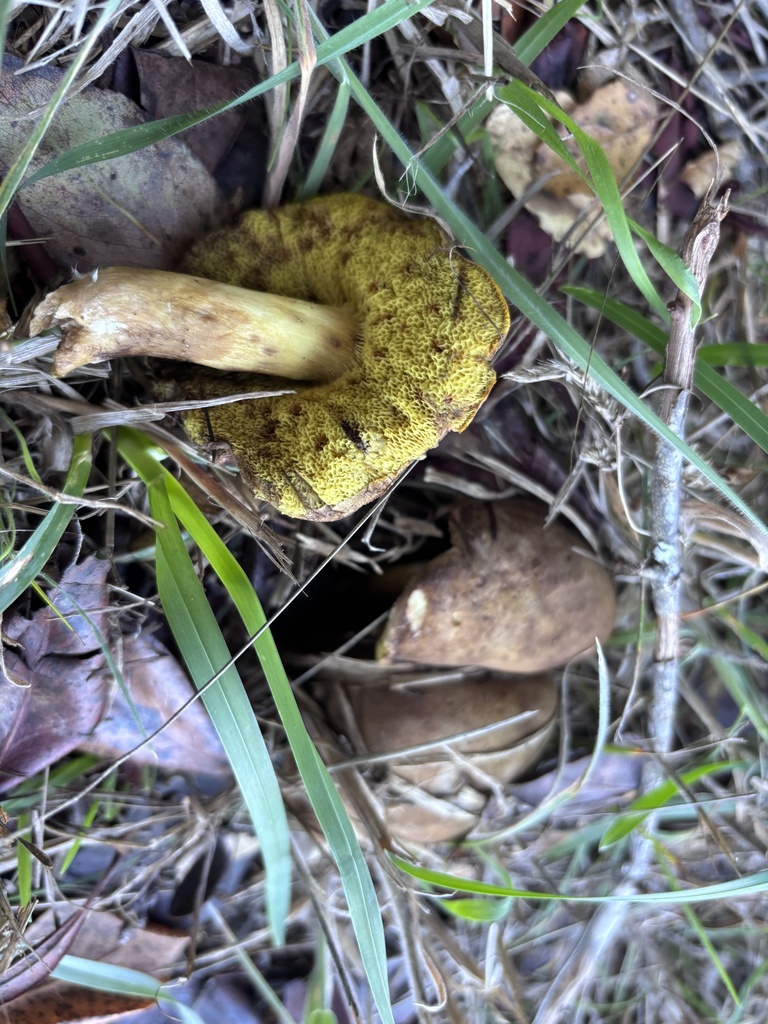 Xerocomus subtomentosus · October 2025 · photo: © reago (iNaturalist, cc-by)
