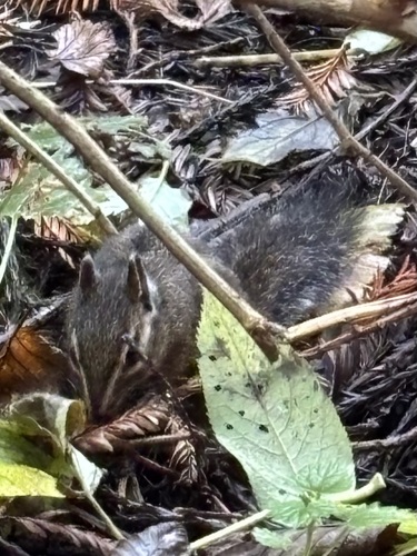 Yellow-cheeked Chipmunk observed by mikewitkowski