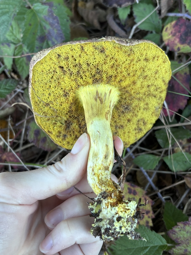 Xerocomus subtomentosus · October 2025 · photo: © reago (iNaturalist, cc-by)