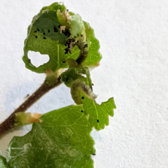 Caloptilia ostracodes