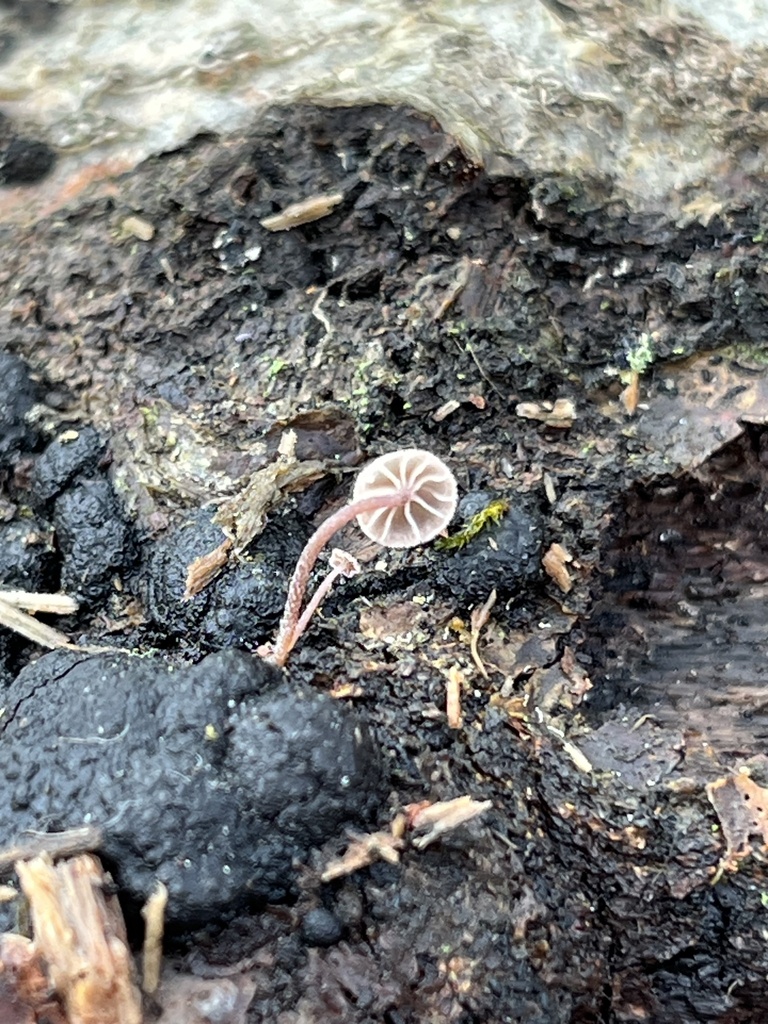 Mycena meliigena