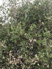 Bebbia atriplicifolia