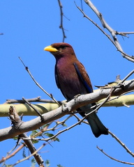 Eurystomus glaucurus suahelicus