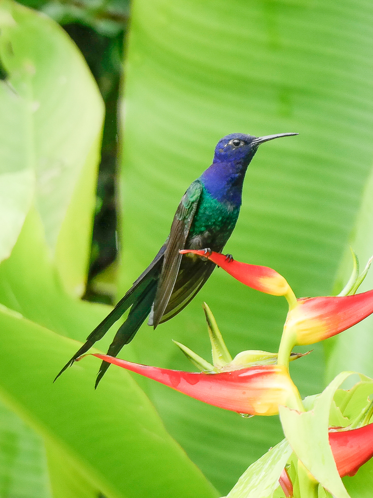 Swallow-tailed Hummingbird photo