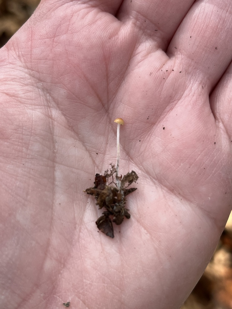 Rhizomarasmius pyrrhocephalus · October 2025 · photo: © julietrav24 (iNaturalist, cc-by)