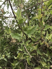 Bebbia atriplicifolia