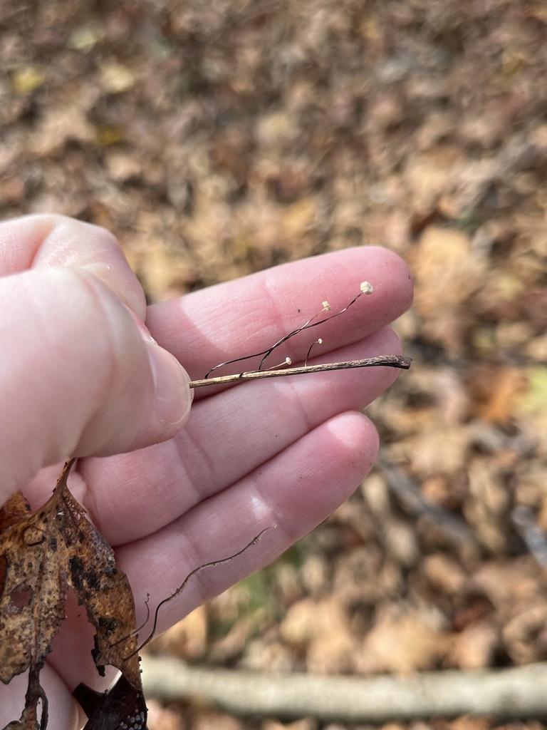 Marasmius capillaris