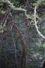 Dendroaspis polylepis