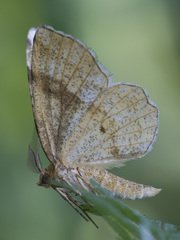 Cepphis advenaria