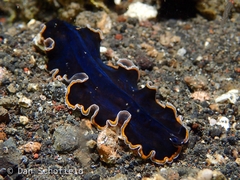 Pseudobiceros hancockanus