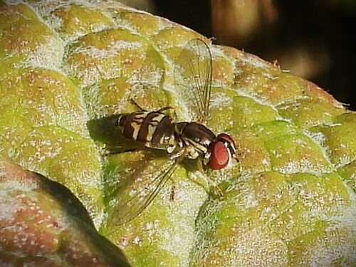 Unknown species found near Sequim, WA, USA