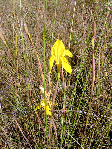 Large Yellow Moraea