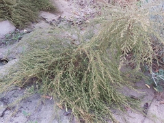 Artemisia scoparia