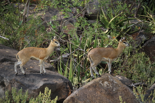 Klipspringer