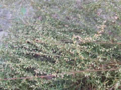 Artemisia scoparia