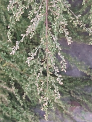 Artemisia scoparia