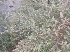 Artemisia scoparia