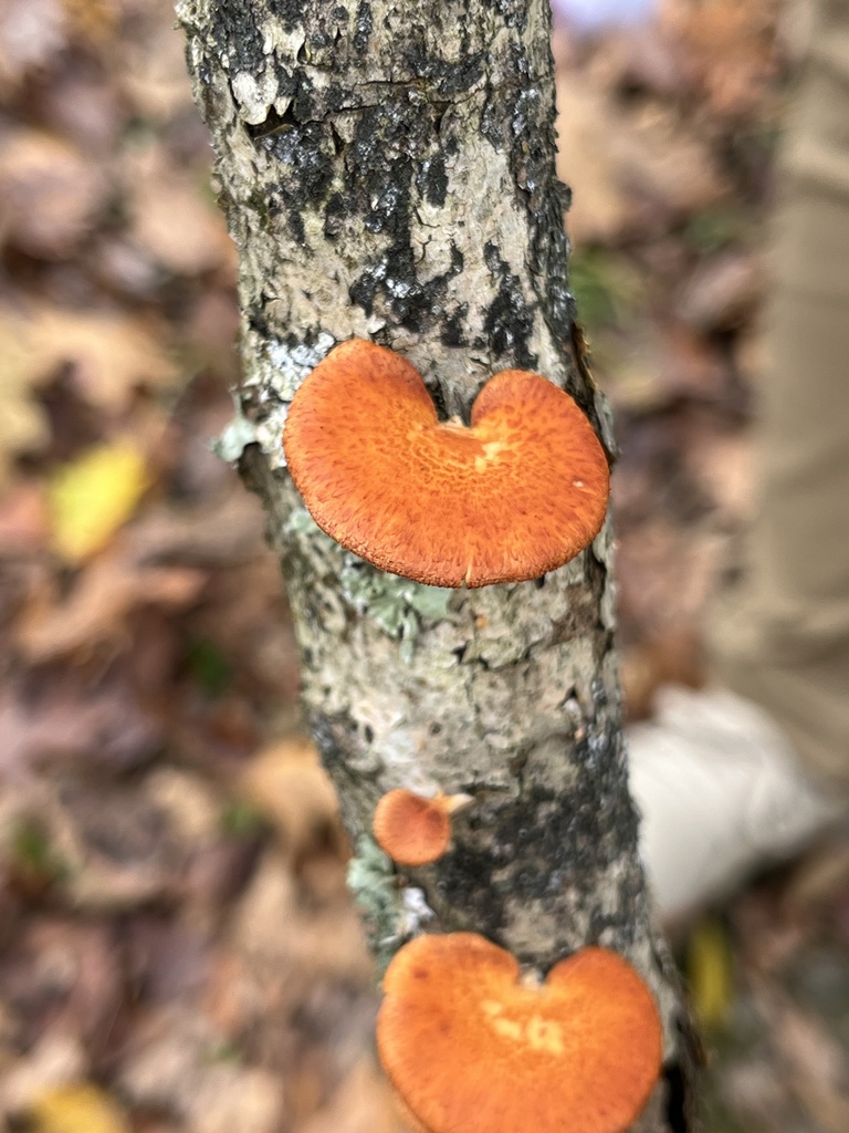 Neofavolus americanus · October 2025 · photo: © julietrav24 (iNaturalist, cc-by)