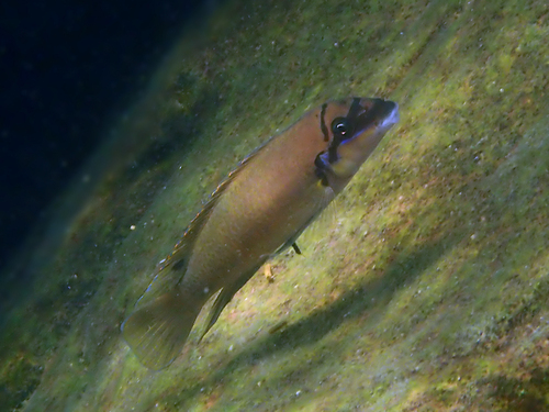 Brichards cichlid (Chalinochromis brichardi) — Cichlidae — 5