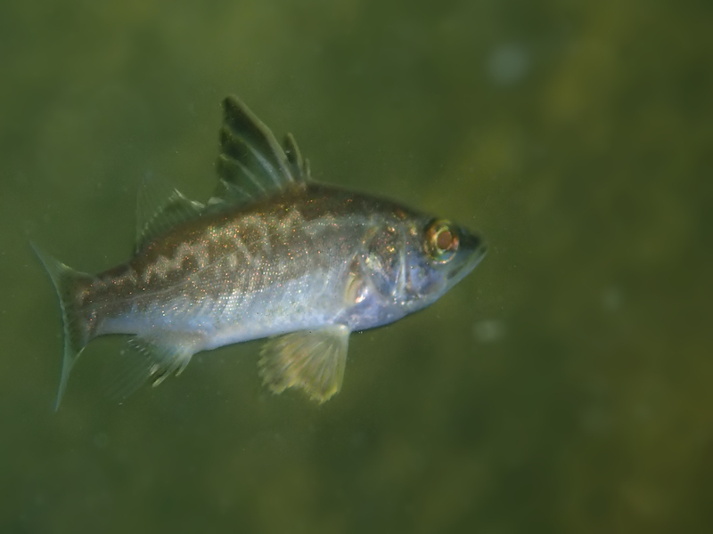 Forktail lates (Lates microlepis) — Latidae