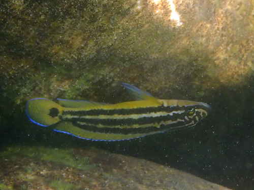 Sierjulie (Julidochromis ornatus) — Cichlidae