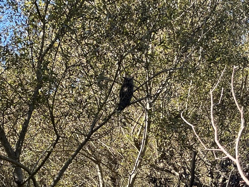 View observation of {o.common_name} on iNaturalist