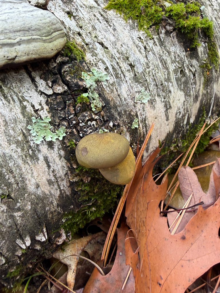 Sarcomyxa serotina · October 2025 · photo: © mythical_mold (iNaturalist, cc-by)