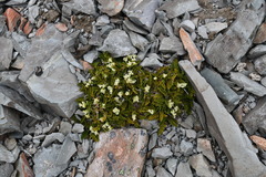 Anisotome flexuosa